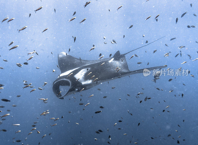 海洋蝠鲼(Manta birostris)游过清洁站珊瑚礁。在世界自然保护联盟的红色名单中，这些优雅的动物正在成为野外罕见的景象。